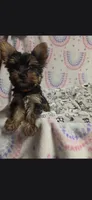 D, a female Yorkshire Terrier for sale in Cypress, TX – 4 of 4