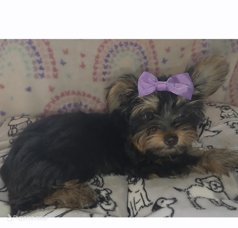 M – Yorkshire Terrier puppy for sale in Cypress, TX