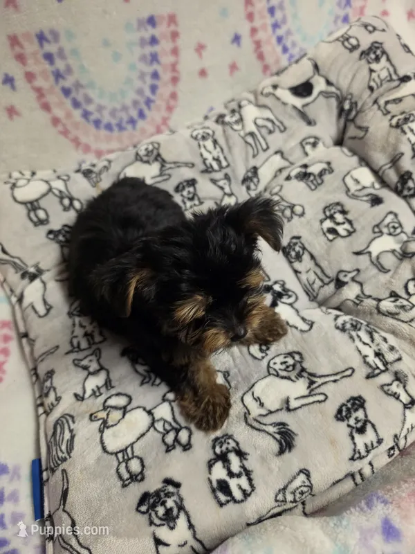 V – Yorkshire Terrier puppy for sale in Cypress, TX