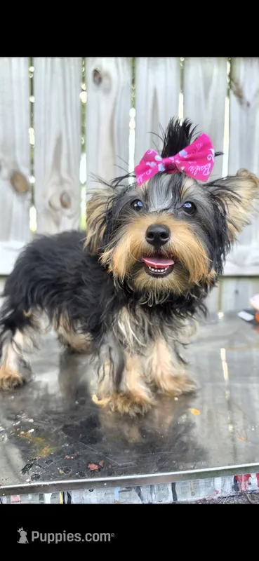 M – Yorkshire Terrier puppy for sale in Cypress, TX