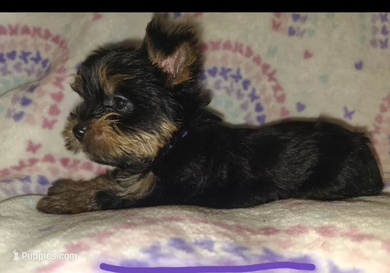 M – Yorkshire Terrier puppy for sale in Cypress, TX