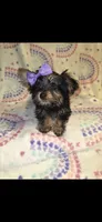 M, a female Yorkshire Terrier for sale in Cypress, TX – 3 of 3