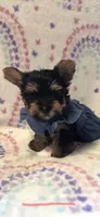 D, a female Yorkshire Terrier for sale in Cypress, TX – 2 of 2
