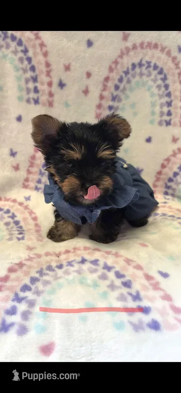 D – Yorkshire Terrier puppy for sale in Cypress, TX