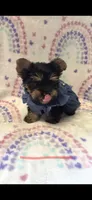 D, a female Yorkshire Terrier for sale in Cypress, TX – 1 of 2