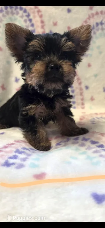 N – Yorkshire Terrier puppy for sale in Cypress, TX