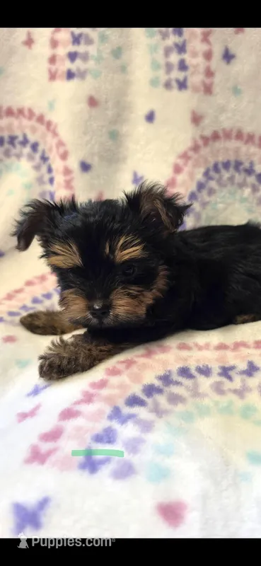 V – Yorkshire Terrier puppy for sale in Cypress, TX