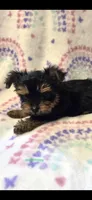 V, a female Yorkshire Terrier for sale in Cypress, TX – 1 of 1