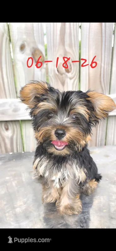 D – Yorkshire Terrier puppy for sale in Cypress, TX