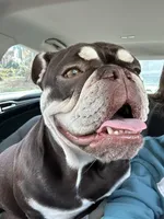 Lola, a female English Bulldog for sale in Kennesaw, GA – Photo 1 of 4