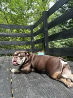 Lola, a female English Bulldog for sale in Kennesaw, GA – Photo 4 of 4