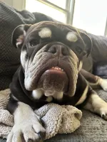 Lola, a female English Bulldog for sale in Kennesaw, GA – Photo 3 of 4