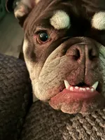 Lola, a female English Bulldog for sale in Kennesaw, GA – Photo 2 of 4