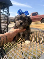 Toto, a male Shorkie for sale in Belton, TX – 3 of 5
