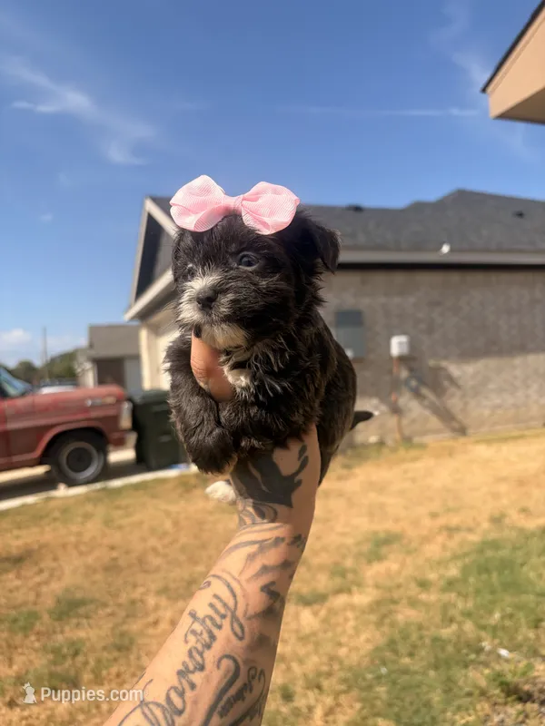 Tootie  – Shorkie puppy for sale in Belton, TX