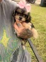 Titi, a female Yorkshire Terrier for sale in Belton, TX – 3 of 3