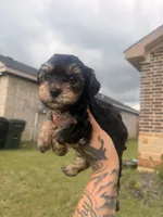 Papa, a male Yorkshire Terrier for sale in Belton, TX – 1 of 5