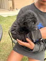 Poppy, a male Goldendoodle for sale in Belton, TX – 4 of 4