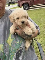 Toto, a male Poodle - Toy  for sale in Belton, TX – 3 of 4