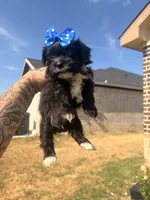 Milo, a male Shorkie for sale in Belton, TX – 3 of 4