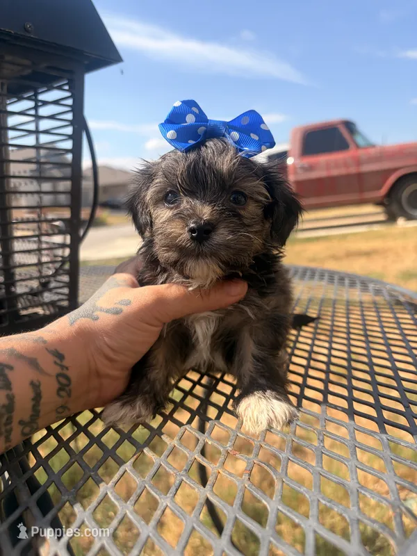Toto – Shorkie puppy for sale in Belton, TX