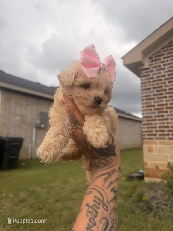 Chole – Yorkipoo puppy for sale in Belton, TX