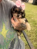 Titi, a female Yorkshire Terrier for sale in Belton, TX – 2 of 3