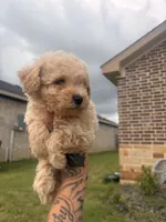 Toto, a male Poodle - Toy  for sale in Belton, TX – 1 of 4
