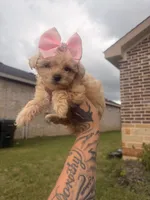 Chole, a female Yorkipoo for sale in Belton, TX – 4 of 4