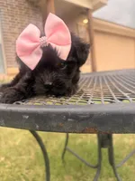 Bia , a female Yorkipoo for sale in Belton, TX – 2 of 5