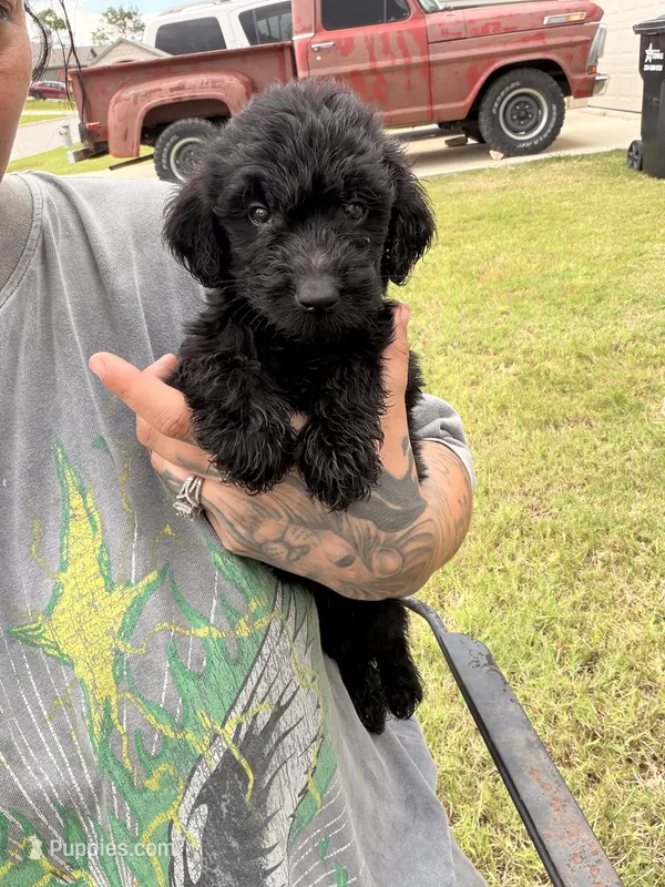Poppy – Goldendoodle puppy for sale in Belton, TX