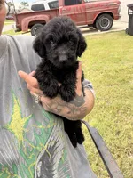 Poppy, a male Goldendoodle for sale in Belton, TX – 1 of 4