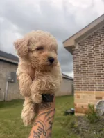 Toto, a male Poodle - Toy  for sale in Belton, TX – 4 of 4