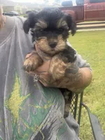 Papa, a male Yorkshire Terrier for sale in Belton, TX – 4 of 5