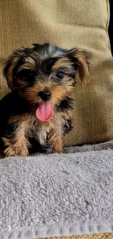 Miracle  – Yorkshire Terrier puppy for sale in Belton, TX