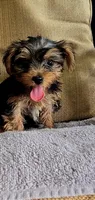 Miracle , a female Yorkshire Terrier for sale in Belton, TX – 1 of 1