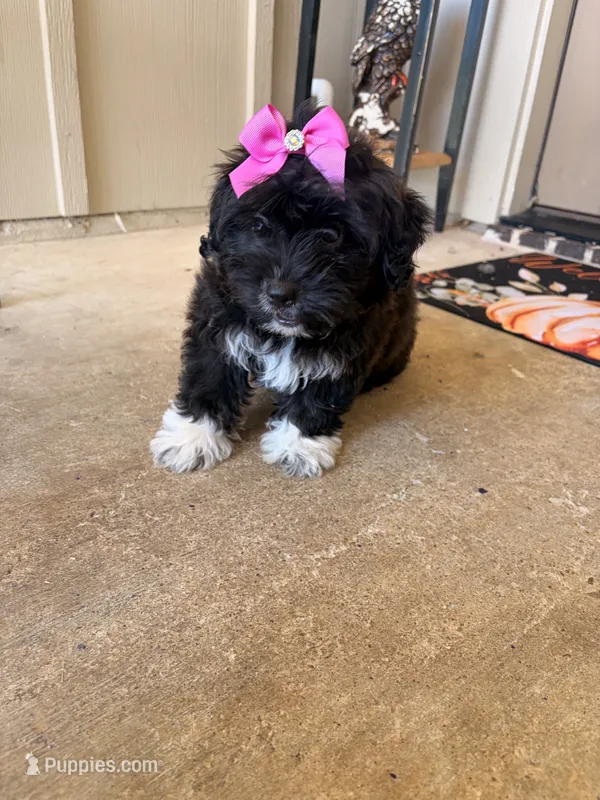 Midnight  – Miniature Goldendoodle puppy for sale in Belton, TX