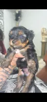 Charlie , a male Yorkshire Terrier for sale in Belton, TX – 2 of 3