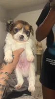 Marco, a male Morkie for sale in Belton, TX – 3 of 3