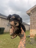 Papa, a male Yorkshire Terrier for sale in Belton, TX – 2 of 5
