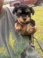 Papa, a male Yorkshire Terrier for sale in Belton, TX – 5 of 5