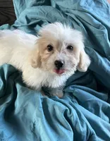 Lucy, a female Maltese for sale in Belton, TX – 1 of 1