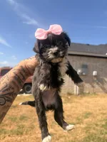 Tootie , a female Shorkie for sale in Belton, TX – 4 of 4