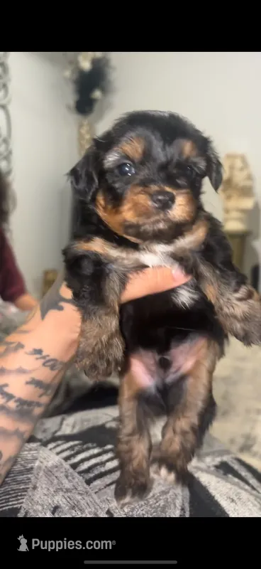 Charlie  – Yorkshire Terrier puppy for sale in Belton, TX