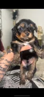 Charlie , a male Yorkshire Terrier for sale in Belton, TX – 1 of 3