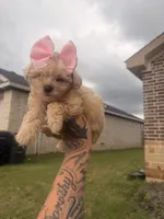 Chole, a female Yorkipoo for sale in Belton, TX – 3 of 4