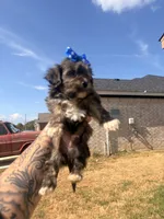 Toto, a male Shorkie for sale in Belton, TX – 5 of 5