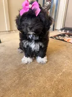 Midnight , a female Miniature Goldendoodle for sale in Belton, TX – 3 of 5