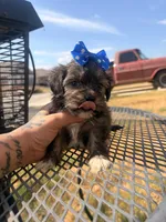 Toto, a male Shorkie for sale in Belton, TX – 2 of 5