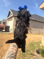 Milo, a male Shorkie for sale in Belton, TX – 4 of 4